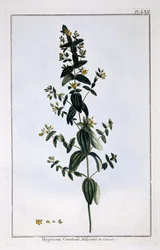 Ziele dziurawca, tablica 62, z "Collection Precieuse et Enluminee", tom III (rycina kolorowa)